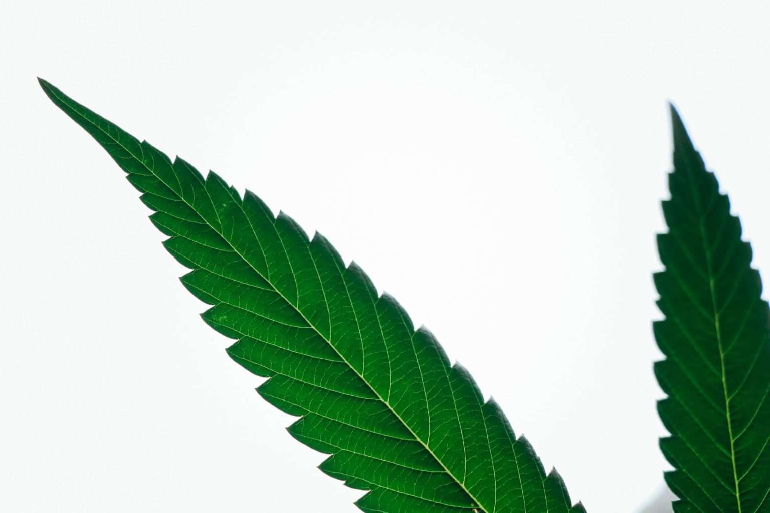 hemp